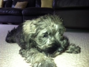 Poppy